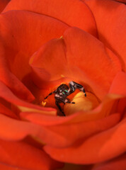 Male Bold jumping spider inside a brilliant yellow-orange rose, looking out