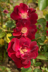 Deep red, velvety, climbing roses in spring garden