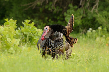 Side view of a male Rio Grande wild turkey strutting in spring; with his tail fanned out and wings dropped down