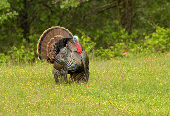 Beautiful tom Rio Grande wild turkey strutting amidst yellow and pink wildflowers in spring; with his tail fanned out and wings dropped down - obrazy, fototapety, plakaty