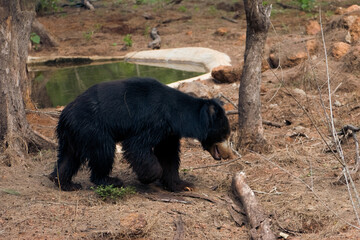 Adorable Indian sloth bear walking in the forest.