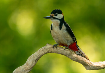 Obraz na płótnie Canvas Syrian Woodpecker (Dendrocopos syriacus) in forest