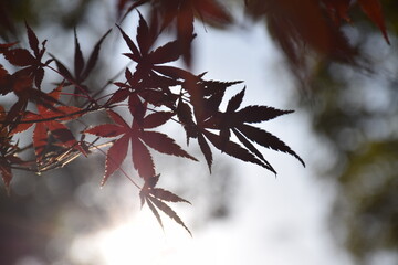red maple leaves
