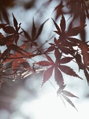 leaves in snow