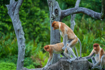 Pair of wild Proboscis monkeys makes love in the rainforest of island Borneo, Malaysia