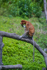 Family of wild Proboscis monkey or Nasalis larvatus, in the rainforest of island Borneo, Malaysia, close up