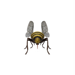 Honey Bee isolated