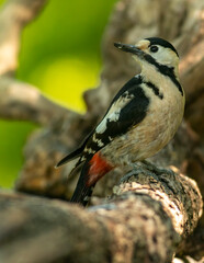 Syrian Woodpecker (Dendrocopos syriacus) in forest