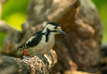 Obraz na płótnie Canvas Syrian Woodpecker (Dendrocopos syriacus) in forest