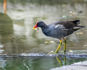 A Eurasian Water hen with colorful legs