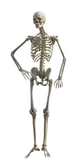 human skeleton isolated on transparent