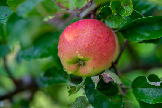 frischer Apfel am Baum im Herbst