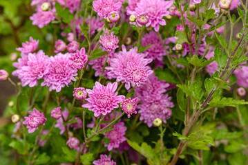 A close up photo of a bunch of pink chrysanthemum flowers