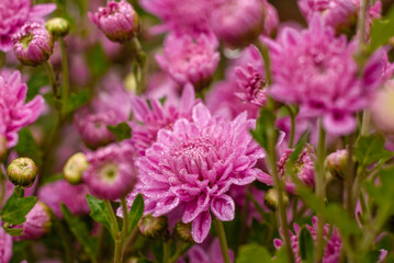 A close up photo of a bunch of pink chrysanthemum flowers