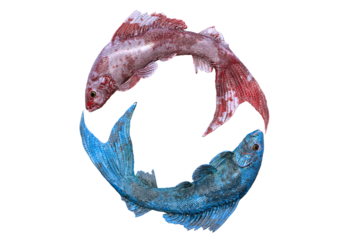 Fish in circles for a logo on tranparant background