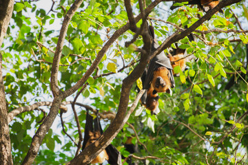 Fototapeta premium Enchanting Bats: Capturing the Mysteries of Forest Life