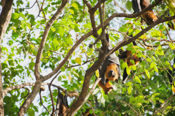 bats life in the forest