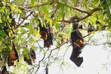 Enchanting Bats: Capturing the Mysteries of Forest Life