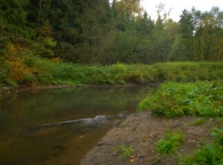 river in the forest