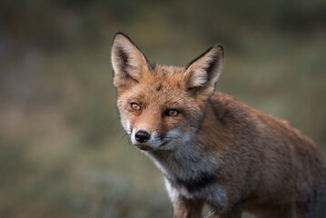 Fototapeta premium Beautiful fox in the nature on soft background. Eyes of the red fox