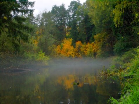 autumn in the forest © Сергей Пахмутов