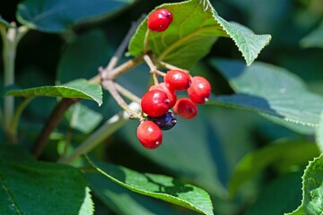 Fruits of a wayfarer, Viburnum lantana