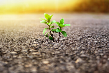 The plant has grown through the asphalt. Life concept. Life is where there is none.