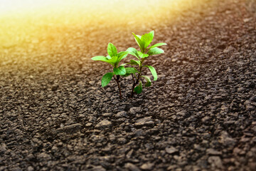 Small stone texture for background.