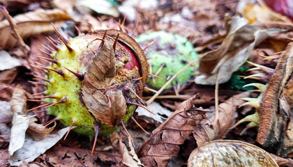 Chestnuts with thorns and feathers in dry foliage on the ground.