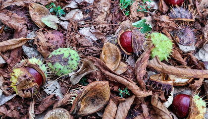Chestnuts on the ground in dry leaves. Selective focus.