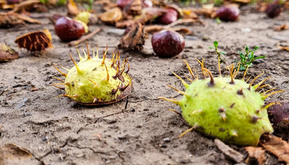 Prickly chestnuts with dry leaves on the ground.