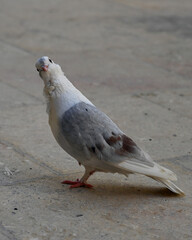 funny light pigeon on the ground