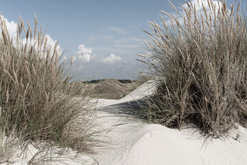Düne und Strandhafer am Meer