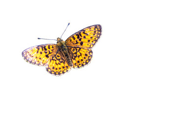 A beautiful butterfly with open yellow wings