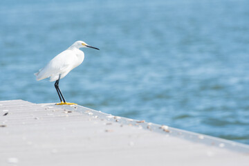 Snowy Egret (Egretta thula) Standing on Pier at Tiana Beach, Long Island, New York