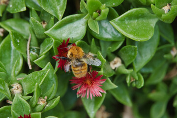 bumblebee on a flower