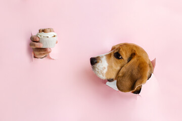 Portrait of a nice dog waiting for her cupcake. Beagle dog and aromatic cupcake on pink background....