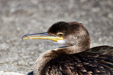 cormorant on the rock
