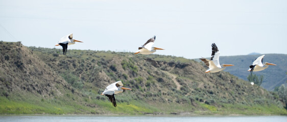 American White Pelican Missouri River Montana