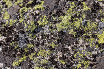 Green and black lichen on a stone close-up. Beautiful natural background with a rough texture. Colorful moss in summer.