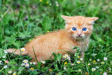Naklejka na ściany i meble Little red kitten in the garden on green grass