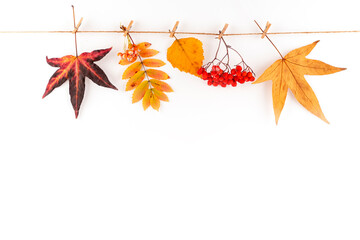 Autumn composition. Autumn  leaves, berry on white background.   Copy space.