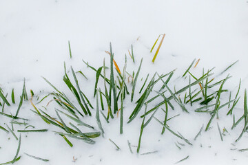 The green grass is covered with snow, the first snow at the beginning of winter