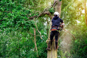 Arborist cutting down tree with petrol chainsaw