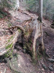 old stump in a pine forest