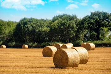 Hay bale and straw in the field. English Rural landscape. Wheat yellow golden harvest in summer. Countryside natural landscape. Grain crop, harvesting © Iryna