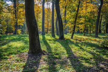Obraz premium Sunbeam among yellow autumn trees in the forest.