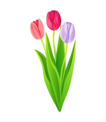 Bouquet of pink, fuchsia and lilac tulips isolated on a white background. Vector illustration