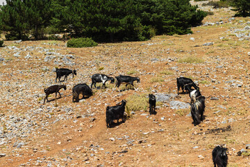 Goats in the Spil Mountains Turkey. The animals are grazing. Natural economy. Organic product. Rocky landscape.