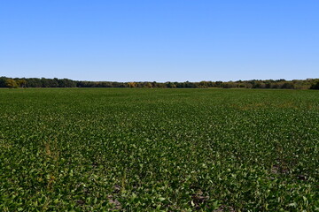 Fototapeta na wymiar Soybean Field